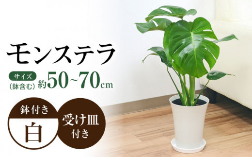 観葉植物 モンステラ プラスチック鉢入り / 観葉 植物 インテリア おしゃれ プレゼント / 大村市 / 琴花園[ACYK011]
