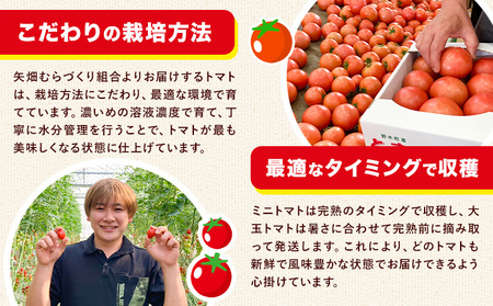 【3ヶ月定期便】ミニトマト約1.5kgミニトマト矢畑