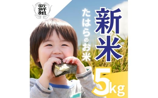 数量限定 新米 たはらのお米 5kg お米 おこめ 米 コメ ごはん ご飯  精米 令和7年産 白米  備蓄米 よりおいしい 愛知県 田原市 渥美半島 人気 どうまい 米 お米 農家直送 先行予約 令和7年産  先行予約