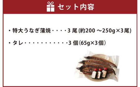 熊本産 特大うなぎ蒲焼?阿蘇夢鰻（アソロマン）?3尾 鰻 蒲焼