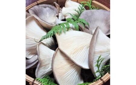  あわび茸 生 1kg ( きのこ 希少 足太あわび茸 きのこ キノコ 国産 きのこ 食材 健康 きのこ 農薬不使用 滋賀県 きのこ 竜王町 きのこ 送料無料 贈り物 ギフト 産地直送 )