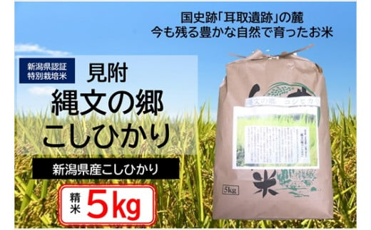 新潟 特別栽培米 令和6年産 コシヒカリ 「縄文の郷コシヒカリ」 精米 5kg 精米 したてを お届け 新潟 のど真ん中 見附市 こしひかり 米 お米 白米 国産 ごはん ご飯 県認証米 安心安全