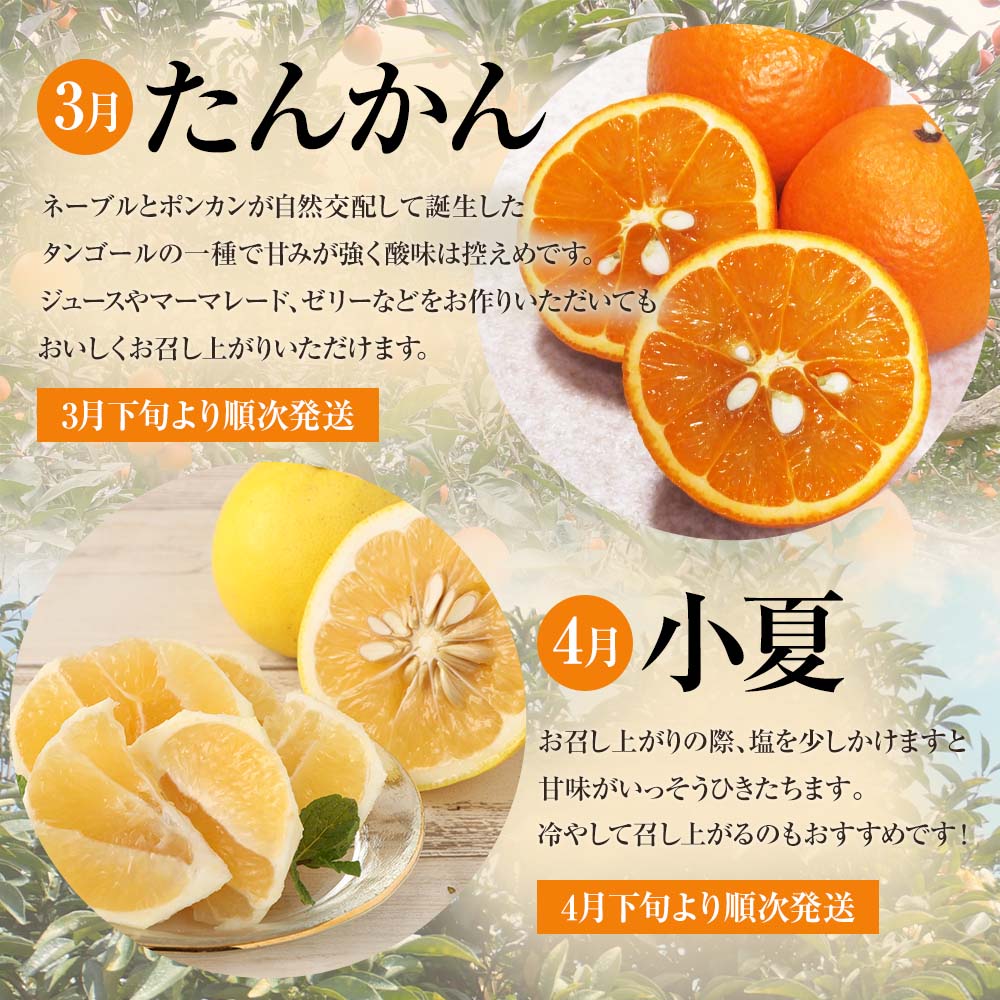 先行予約 訳あり オレンジ園の柑橘4種（ぽんかん・文旦・タンカン・小夏）各5kg 4回定期便 ポンカン ぶんたん 果物 蜜柑 みかん ミカン 柑橘 フルーツ デザート 常温 配送【J00100】