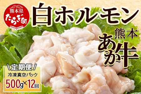 【定期便12回】熊本あか牛 白ホルモン 500g (250g×2)×12回 【 合計 6Kg 】 冷凍真空パック 熊本 熊本県産 あか牛 冷凍 真空 もつ鍋 ホルモン 焼き肉 041-0163