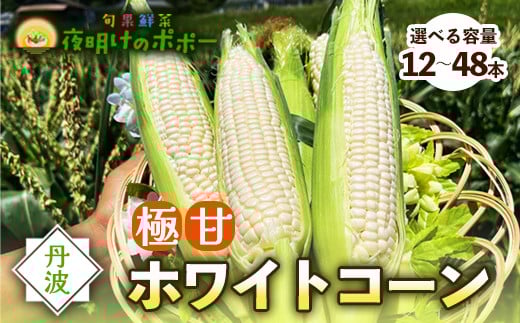 
            京都府産 極甘ホワイトコーン （ 12本 / 24本 / 48本 ）【 とうもろこし トウモロコシ コーン ホイップコーン 季節の野菜 農家直送 旬 旬野菜 国産 野菜 朝採り 産地直送 期間限定 甘い コーン お取り寄せ 贈り物 ギフト 贈答 京都 綾部 】
          