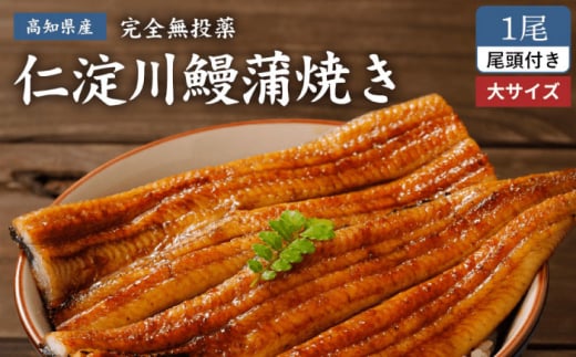 完全無投薬 仁淀川の伏流水で育てた贅沢うなぎ蒲焼き 大 (約200g×1尾) ギフトセット 池澤鮮魚 【池澤鮮魚オンラインショップ】 [ATBE007]  鰻蒲焼き うなぎ 国産 高知県産 鰻 ウナギ 贈り物 贈答 