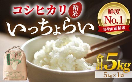【先行予約】【令和7年産・新米】【一等米】いっちょらい 精米 5kg ／ 福井県産 ブランド米 コシヒカリ ご飯 白米 新鮮 大賞 受賞 新米 福井県あわら産【2025年9月下旬より順次発送予定】 [aw012-a020]