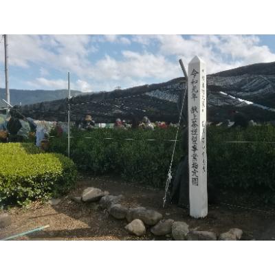 ふるさと納税 川根本町 川根本町産 川根銘茶 生産量わずかのセット　30-11 |  | 03
