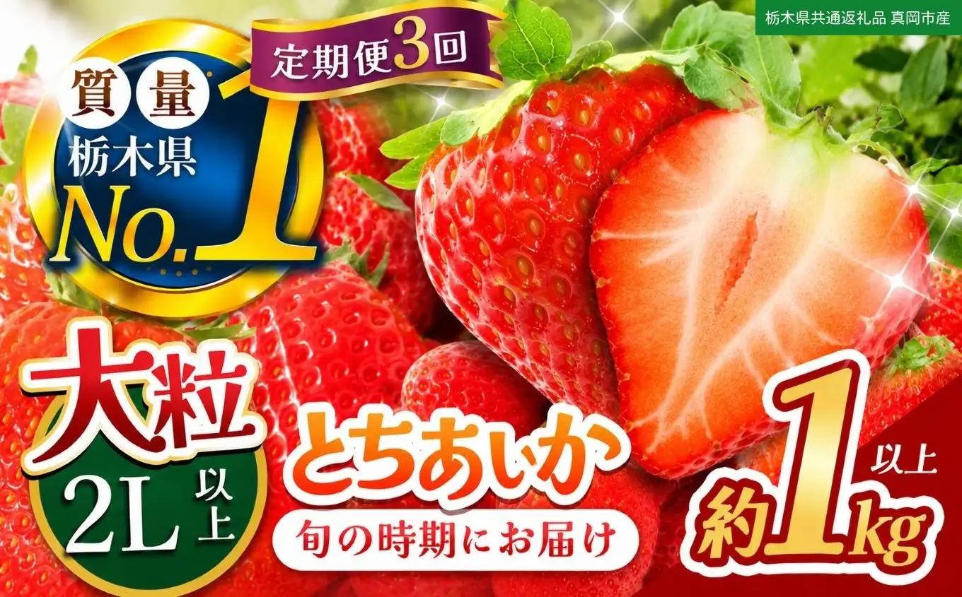 【定期便3回】苺 いちご 大粒とちあいか 約1000g【栃木県共通返礼品 真岡市産】TT 栃木県 下野市