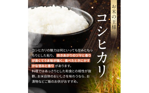 信州米 こしひかり 白米