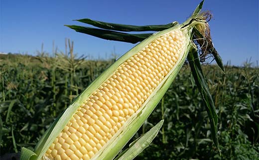 朝もぎ直送｜北海道江別産AmbitiousFarm　極甘スイートコーン　"恵味ゴールド"　3箱（18本）【2026年7月下旬より発送開始】 EB8-0156