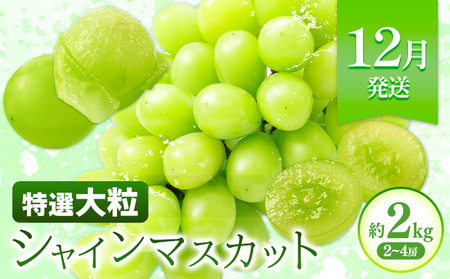 特選 大粒 ぶどう 詰め合わせ定期便 3回 3ヶ月定期便 シャインマスカット ピオーネ クイーンニーナ 株式会社日本植生グループ本社 NISSHOKU FARM《10月上旬-12月末頃出荷》ブドウ 送