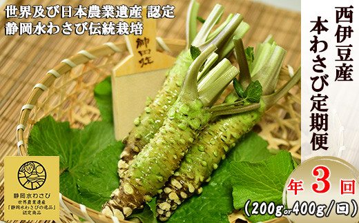 
            【選べる内容量！わさびの定期便】世界農業遺産認定の本わさび（200g or 400g）年３回お届け！ わさび丼 採れたて 新鮮 冷蔵 西伊豆 伊豆 ギフト
          