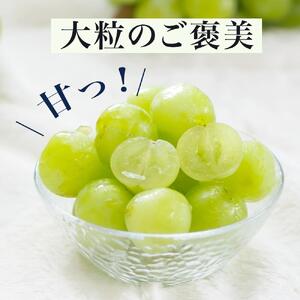 ぶどう 2026年  桃太郎 ぶどう 1房（700g以上）化粧箱入り ブドウ 葡萄  岡山県産 国産 フルーツ 果物 ギフト