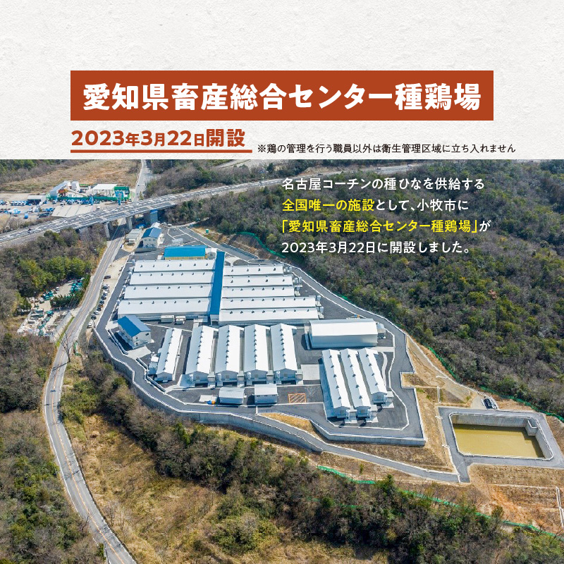 純系 名古屋コーチン ひな鶏 「食べ比べ４種セット」