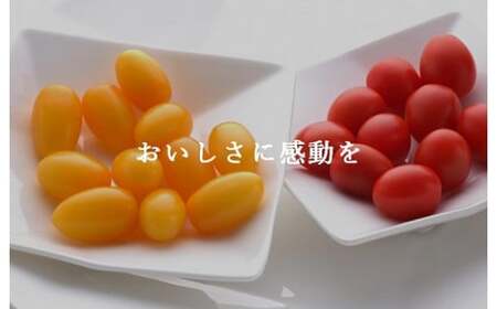 アメーラ ルビンズ ＆ ルビンズ ゴールド 5パック ミニトマト アメーラ