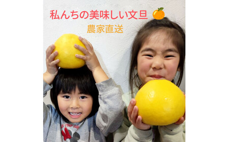【先行予約】土佐文旦 大玉 家庭用 約10kg（2L～4Lサイズ混合：16～21玉)  数量限定 文旦 ぶんたん ブンタン 10キロ 柑橘 フルーツ 果物 ご当地 お取り寄せ 土佐 高知＜2027年1