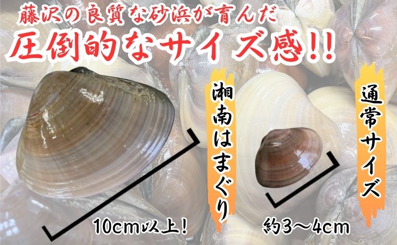 湘南はまぐり LLサイズ 10個 2.5kg 冷凍 焼き蛤 酒蒸し お吸い物　炊き込みご飯 パスタ 江の島 江ノ島