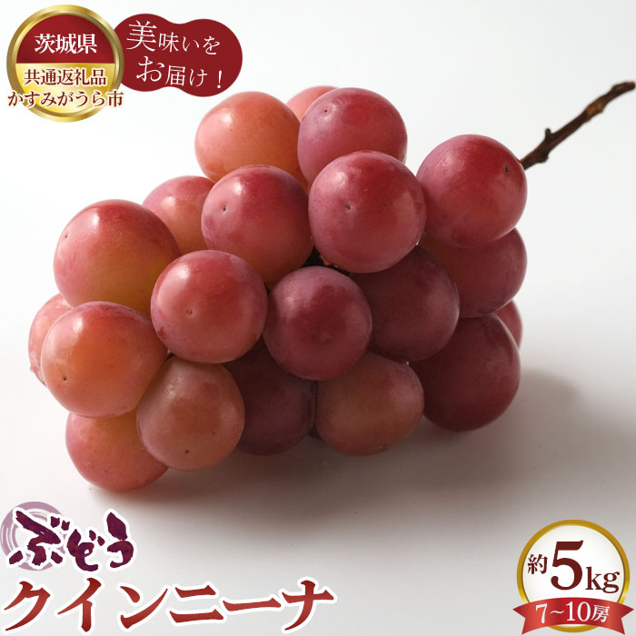 【ふるさと納税】【先行予約】ぶどう　クインニーナ　約5kg（7～10房）【茨城県共通返礼品 かすみがうら市】 ／ ブドウ 葡萄 フルーツ 果物 送料無料 茨城県 No.619