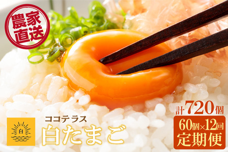 【12ヵ月定期便】ココテラスの朝日（白たまご）55個 + 5個保証（計60個）【JGAP認証】 農家直送 新鮮 卵 タマゴ 白卵 玉子 鶏卵 朝食 夕食 夜食 朝ごはん たまご焼き だし巻き卵 オムレツ 卵ご飯 料理 濃厚 飼料にこだわった 卵かけご飯 米たまご 生卵 大容量 お取り寄せ 愛知県 常滑市