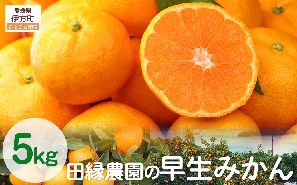 【数量限定/先行予約】田縁農園の早生みかん（生果）5kg （2025年11月10日より順次発送）IKTA001