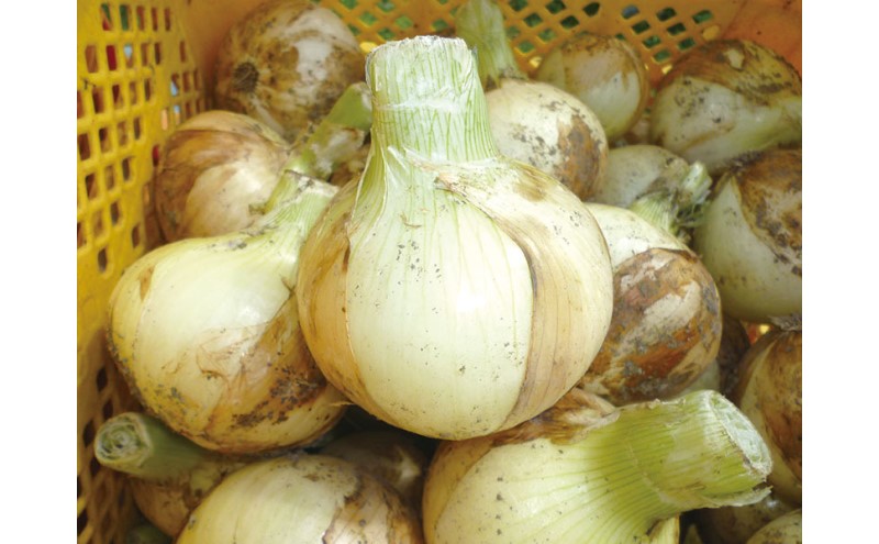玉ねぎ 春穫り サラダタマネギ 5kg 野菜 タマネギ 発送時期