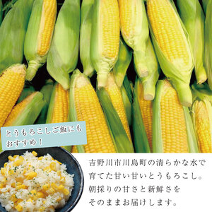 とうもろこし サニーショコラライラ 10本 4kg 先行予約 | とうもろこし