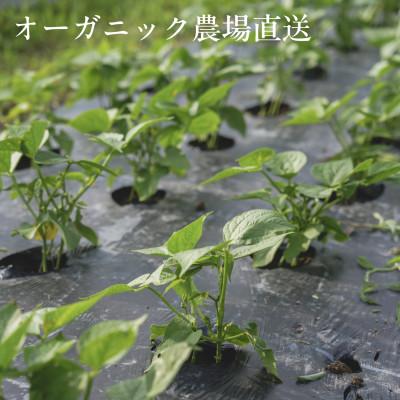 ふるさと納税 掛川市 【毎月定期便】しあわせ野菜畑の有機野菜　Lセット　(安心の有機JAS認証　オーガニック野菜)全3回 |  | 01