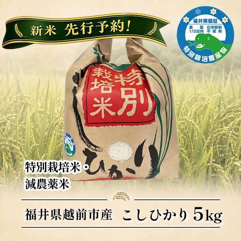 新米先行予約！【令和8年度産】 福井県越前市産コシヒカリ 福井県特別栽培米 5kg