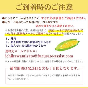 極甘フルーツとうもろこし「甘々娘（かんかんむすめ）」 わけありスイート 5～6本入り 【2026年6月中旬から発送】 アグリ甲斐 [5839-8581]