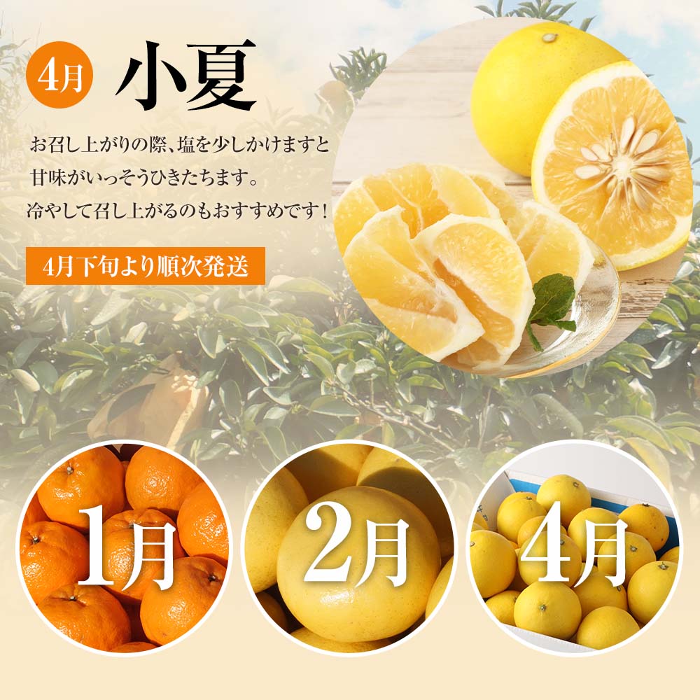 先行予約 訳あり オレンジ園の柑橘3種（ぽんかん・文旦・小夏）各10kg 3回定期便 ポンカン ぶんたん こなつ 果物 蜜柑 みかん ミカン 柑橘 フルーツ デザート 国産 常温 配送【J00103】