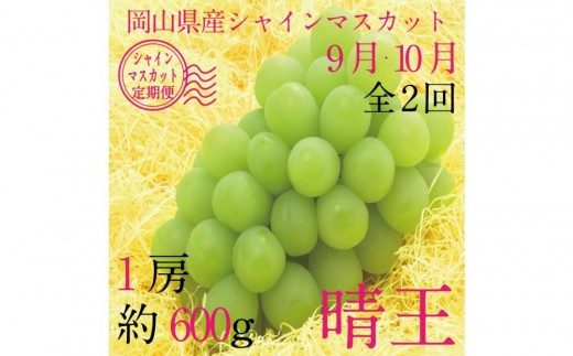 [HS]【定期便 全2回】ぶどう 2026年  9月・10月発送 シャイン マスカット 晴王 1房 約600g  | シャインマスカット シャイン マスカット 果物 フルーツ 新鮮 ブドウ 葡萄  岡山 国産 ギフト おすすめ 人気