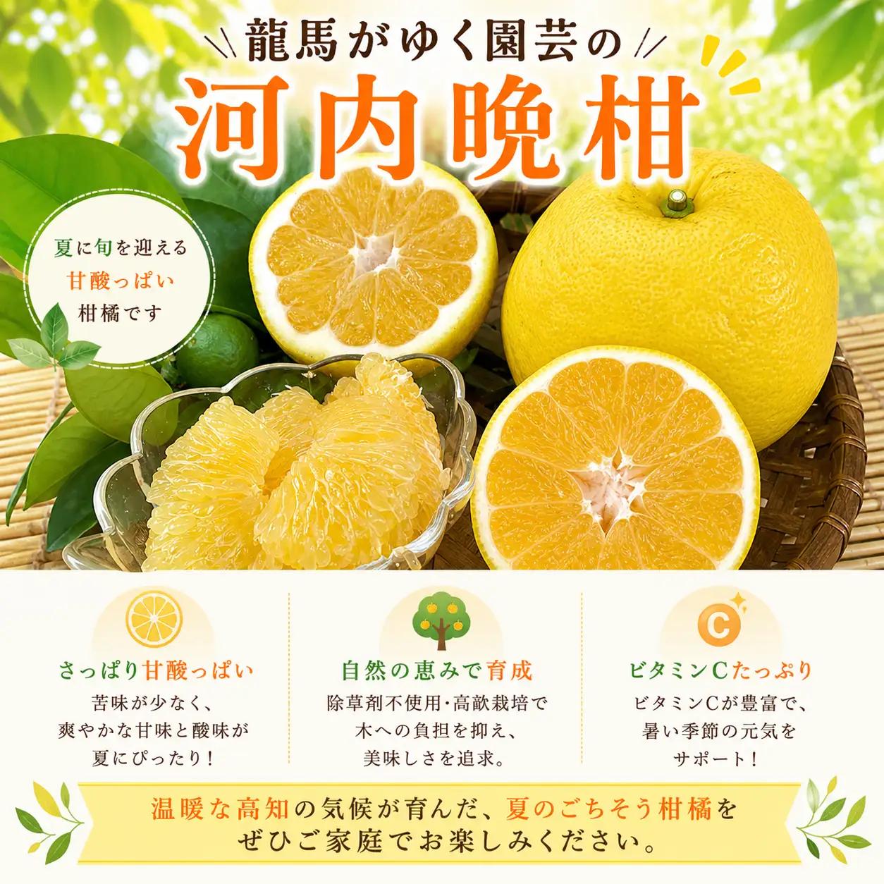 龍馬がゆく園芸の河内晩柑4.5kg（家庭用）