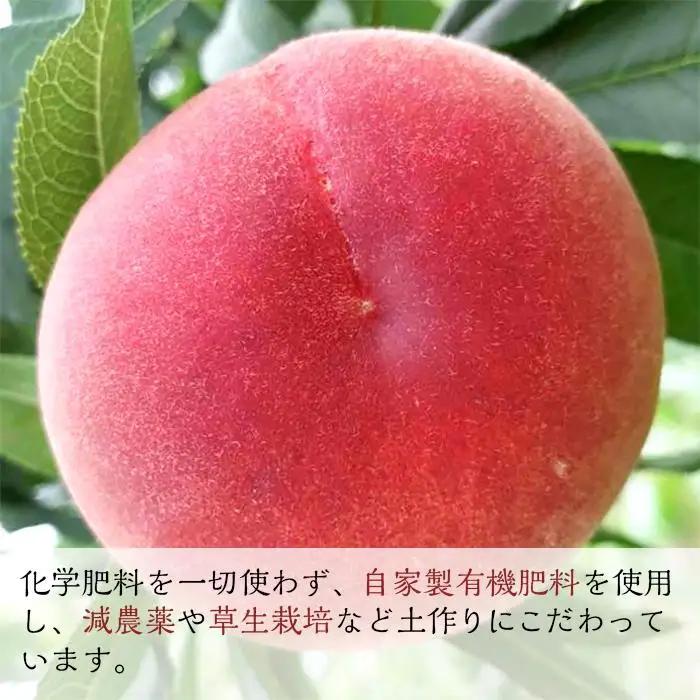 【定期便 全2回／2027年8・9月発送】＜旬の桃おまかせ約2kg・6～9玉＞×2回（自家製有機肥料・減農薬・化学肥料無使用）