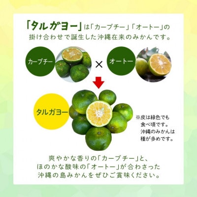 【2025年10月頃から順次発送】地元で愛されてきた在来みかん タルガヨー3kg