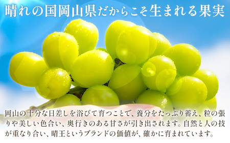 【2ヶ月定期便】晴王 シャインマスカット 約1.3kg ×2回 定期《9月上旬-10月末頃出荷》 シャインマスカット 岡山 マスカット 送料無料 果物 フルーツ