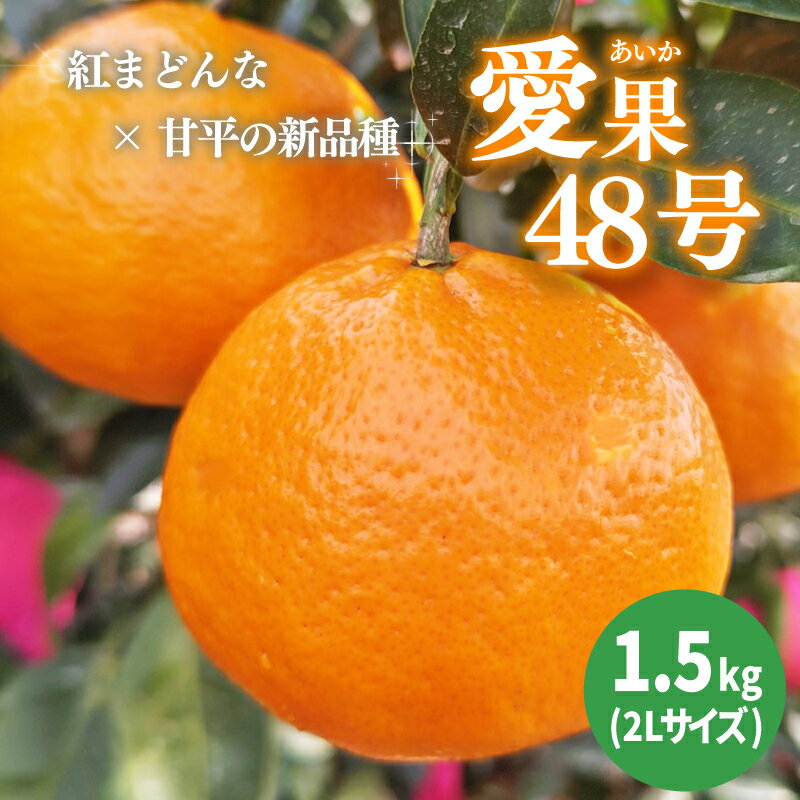 【ふるさと納税】 【2026年3月下旬から発送予定】 あいか 愛果48号 約 1.5kg 6玉 特選品 期間限定 愛媛県産 みかん 蜜柑 オレンジ 柑橘 果物 フルーツ 贈答 贈り物 おすすめ 愛媛県 松山市