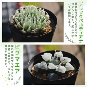 【多肉植物】 ハオルチア おまかせ3鉢セット 多肉植物