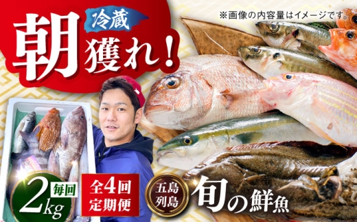 【4回定期便】朝獲れ鮮魚セット2kg【五島列島直送】五島市/鯛福丸水産[PDP013]鮮魚BOX 詰め合わせ 詰合せ せんぎょ 冷蔵 刺身 魚 海鮮 直送 さかな 新鮮人気 おすすめ