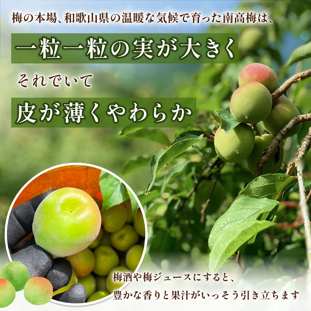 【期間限定・2026/5/15まで】中山農園の南高梅　完熟梅1kg※2026年6月中旬から順次発送予定※ / 紀州南高梅 梅干 梅ジュース 梅酒 和歌山県 【nak020-1】