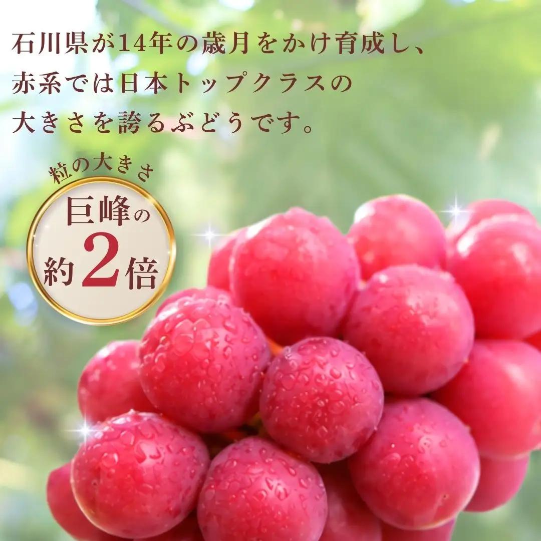 2026年 先行予約 ルビーロマン ぶどう 1房 500g 以上 fx001n00