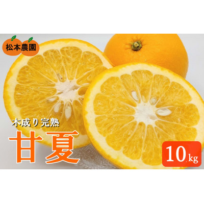 
            令和8年5月発送　木成り完熟甘夏みかん 約10kg ＜数量限定＞松本農園　橋本市産【1595969】
          