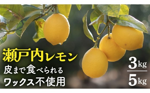
                  【先行予約】もぎたてフレッシュ！ せとうちレモン 選べる 約3kg / 5kg 2026年12月中旬～2月発送 ワックス防腐剤不使用 皮まで丸ごと食べられる 広島県 大崎上島町 岩崎農園 瀬戸内 国産 レモン 檸檬 送料無料 産地直送
                
