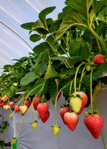 【先行予約】栃木県芳賀町産いちご とちあいか290g(7～12粒)×2トレイ | 果物 フルーツ いちご 苺 イチゴ とちあいか ブランド 期間限定 季節限定 旬 国産※2026年1月上旬～4月下旬頃