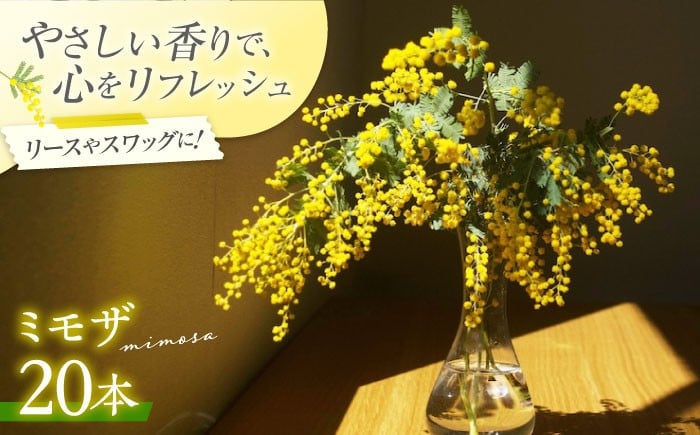 
            ミモザ 20本 お花 生花 フラワー インテリア 花 お花 季節のお花 花束 春 ガーデニング 日用品 園芸 セット おしゃれ 誕生日 母の日 季節 贈り物 国産 贈答 ギフト プレゼント 人気 高品質 好評 広島県産 江田島市/田中農園 [XCV001]
          