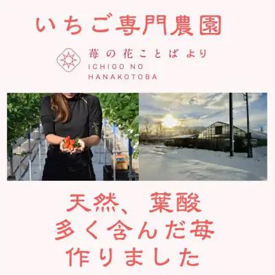 【先行予約】越後姫 いちご 越後姫 約200g×2P 苺の花ことば