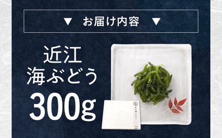 近江海ぶどう 300g[AQBA016]海ぶどう海ぶどう海ぶどう海ぶどう海ぶどう