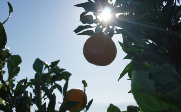 先行予約 不知火 約4kg (15個前後) 【2026年2月上旬から3月下旬発送予定】 しらぬい みかん ミカン 蜜柑 フルーツ 果物 くだもの 熊本県産 九州産 国産 ひでみかん