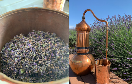 上質で芳醇な香り ラベンダー芳香蒸留水 100ml  |  アロマ アロマオイル