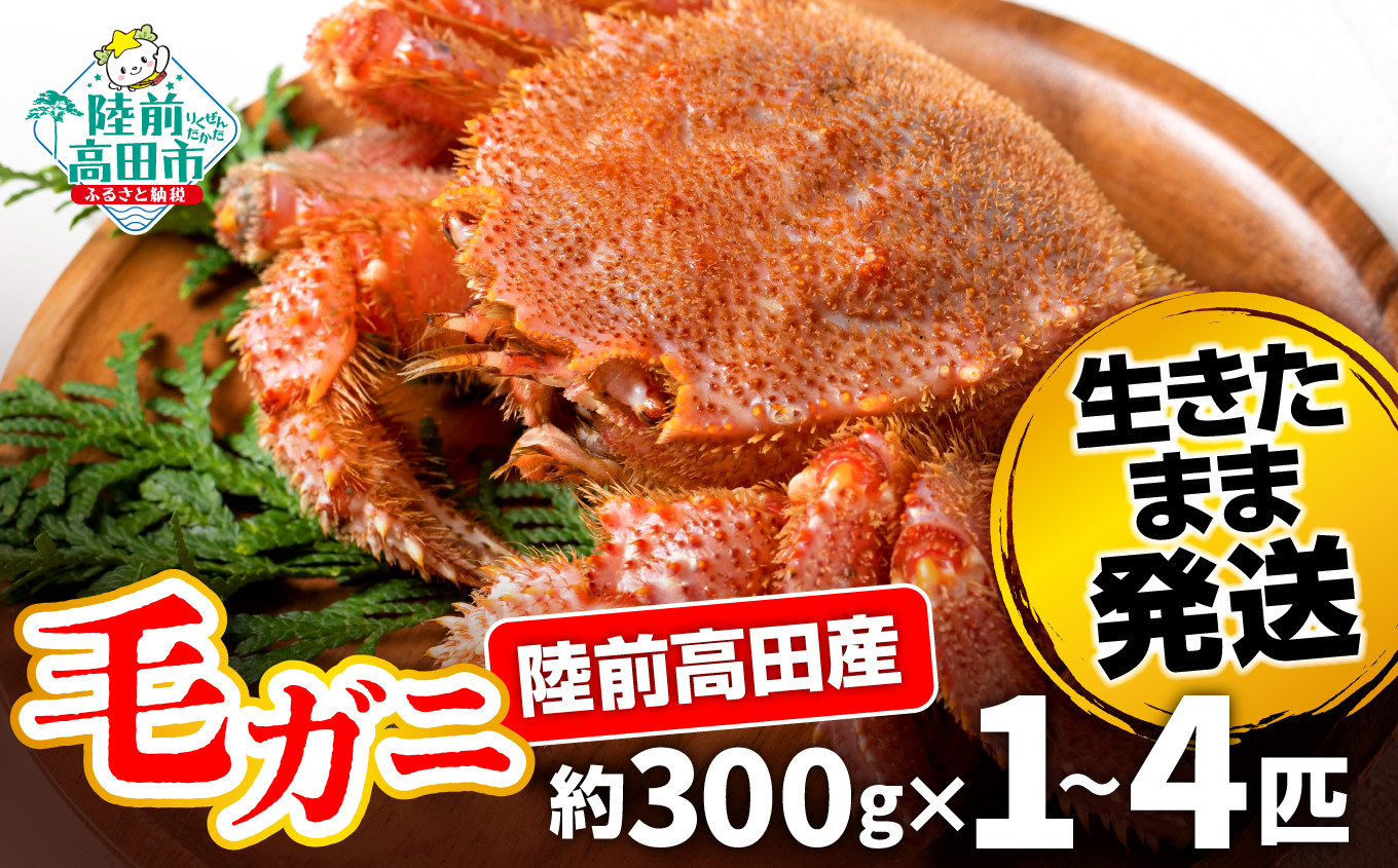 
            【先行予約】 陸前高田産 毛ガニ 約300g 選べる内容量 1～4匹 生きたまま発送！ 【 毛がに 蟹 かに カニ 魚介類 旬 鮮度抜群 産地直送 三陸産 】令和7年2月から発送予定
          